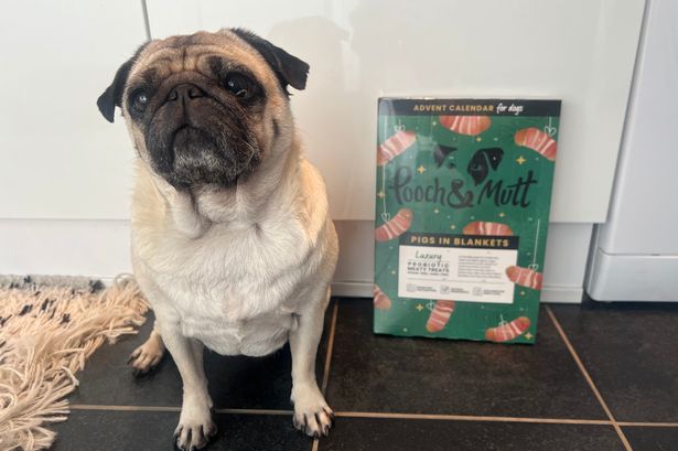 Pooch & Mutt's dog advent calendar